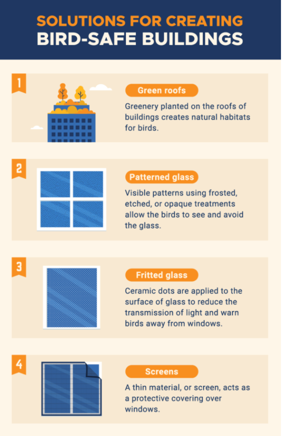 Bird-Safe Buildings Infographic